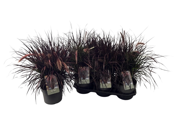 <h4>PENNI TINY TAILS</h4>