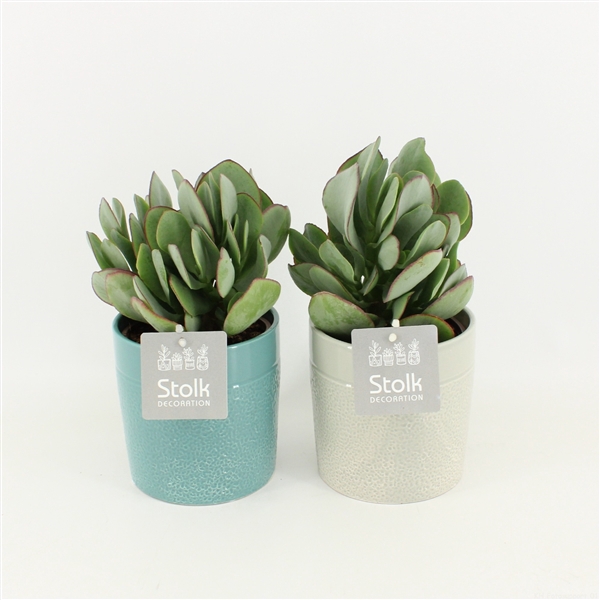 <h4>Crassula Arborescens in Tess Keramiek</h4>