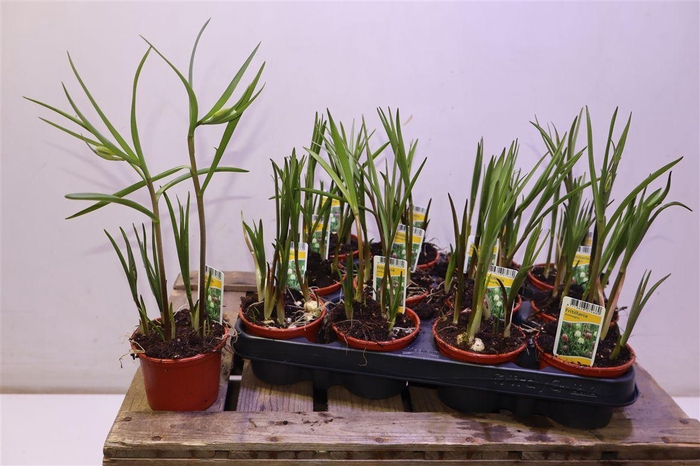 <h4>Frit Meleagris</h4>