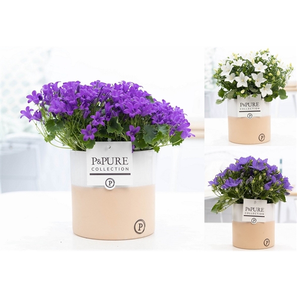 <h4>Campanula 'Mix' Pure Rosy</h4>