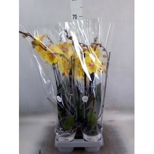 Phalaenopsis   ...yellow