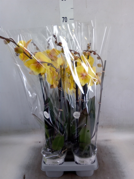 <h4>Phalaenopsis   ...yellow</h4>