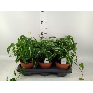 Syngonium   ...