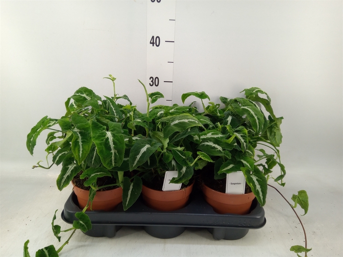 <h4>Syngonium   ...</h4>