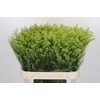 Solidago Tara Gold Buiten
