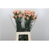 Dianthus St Honey