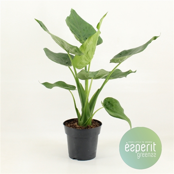 <h4>Alocasia cucullata</h4>