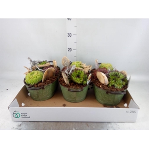 Arr. Sempervivum L%