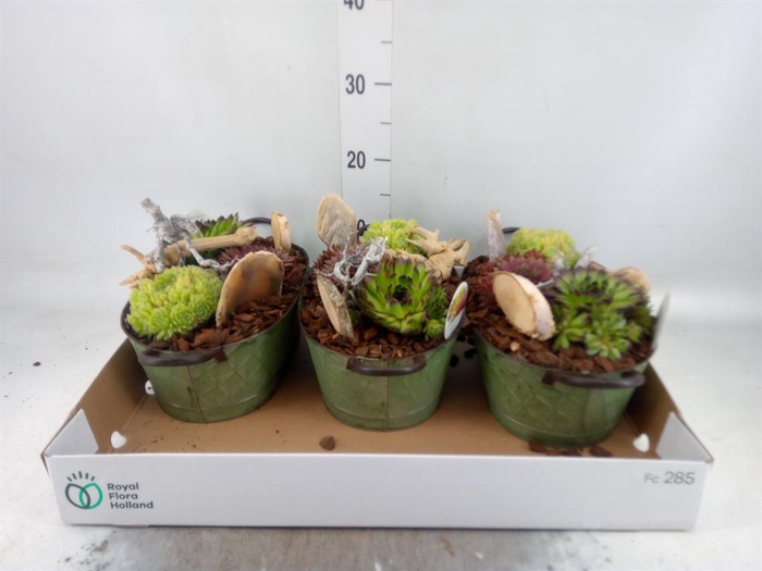 <h4>Arr. Sempervivum L%</h4>