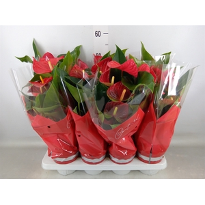 Anthurium andr. 'Casparo'