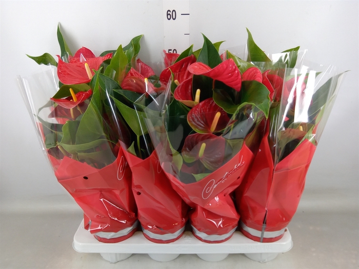 <h4>Anthurium andr. 'Casparo'</h4>
