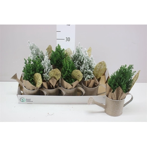 Chamaecyparis La Ellwoodii Snow Green Zink Gieter