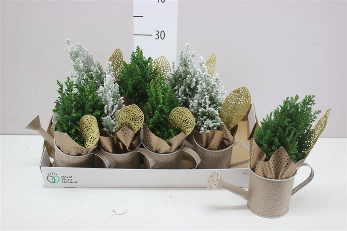 <h4>Chamaecyparis La Ellwoodii Snow Green Zink Gieter</h4>