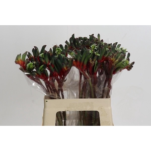 Anigozanthos Royal Cheer