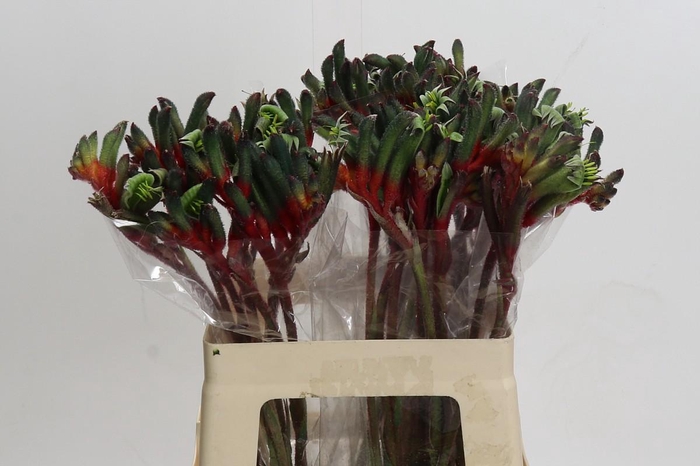 <h4>Anigozanthos Royal Cheer</h4>