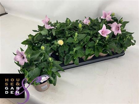 Platyco Gr Astra Pink Rossa