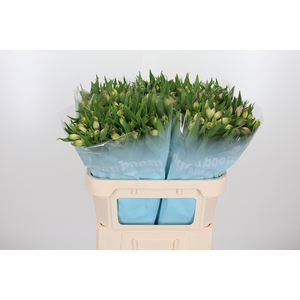 Alstroemeria Layla 90 Gram