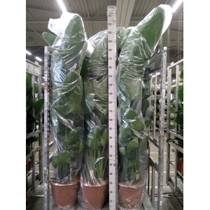 Strelitzia nicolai