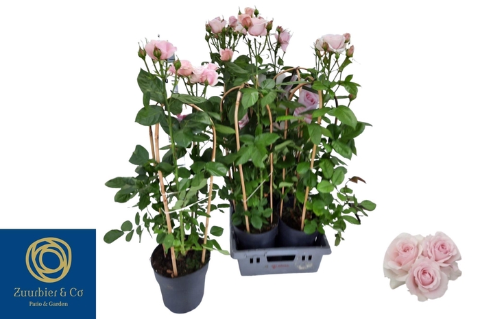 <h4>Rosa Fl Clas Select</h4>