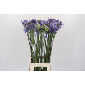 Agapanthus Happy Blue