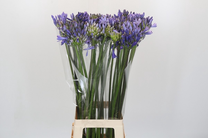 <h4>Agapanthus Happy Blue</h4>
