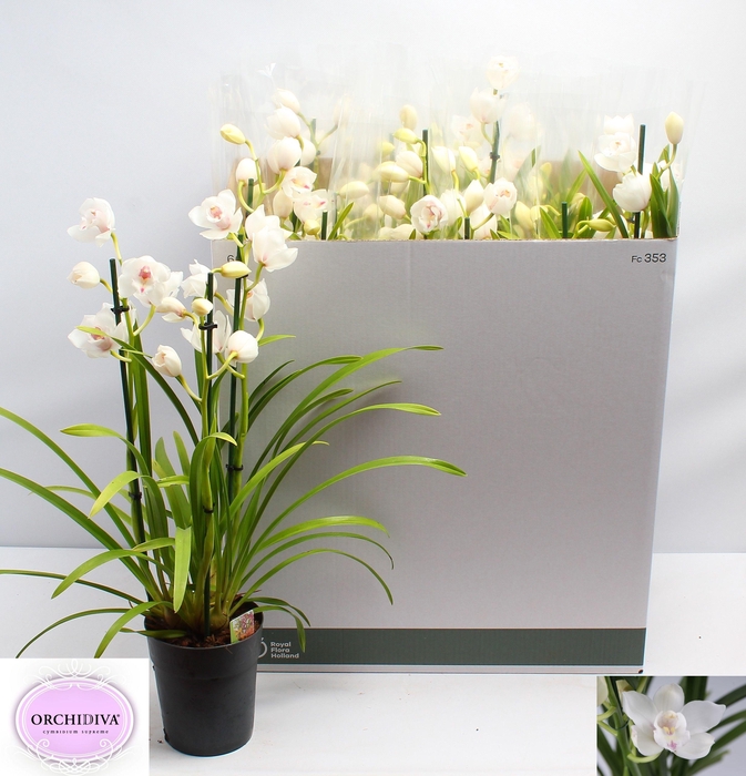 <h4>CYMB OVERIG</h4>