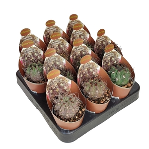 NEOPORTERIA PAUCICOSTATA - POT Ø 6,5 - COLLECTION WITH POTCOVER (CACTUS)