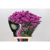 Limonium Sinuatum Cerise