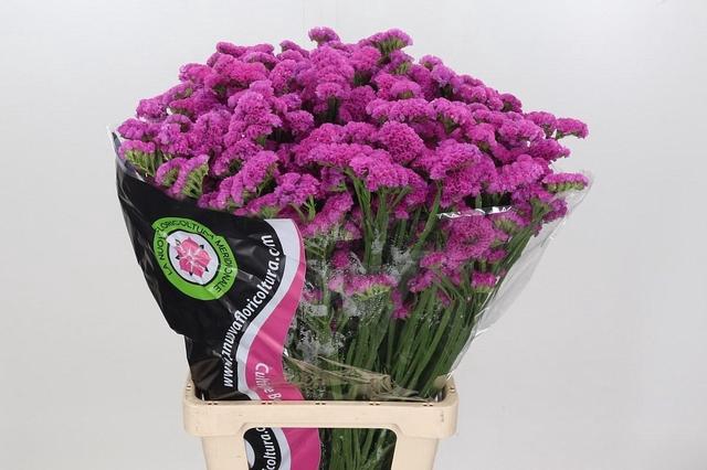 <h4>Limonium Sinuatum Cerise</h4>