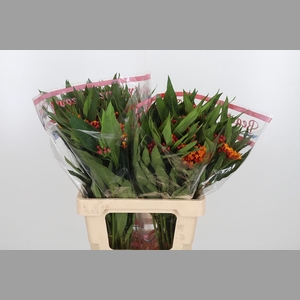 Asclepias Silky Orange