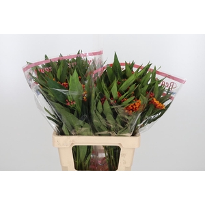 Asclepias Silky Orange