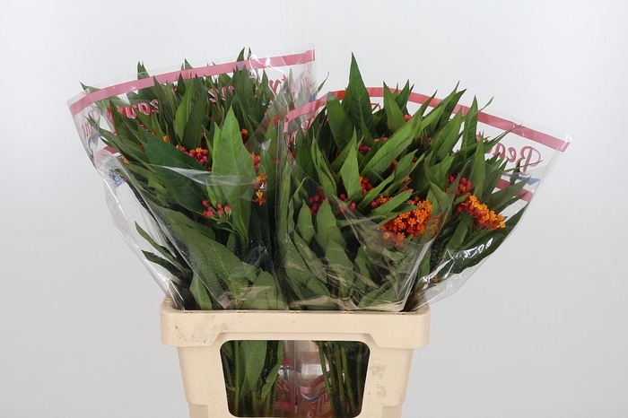 <h4>Asclepias Silky Orange</h4>