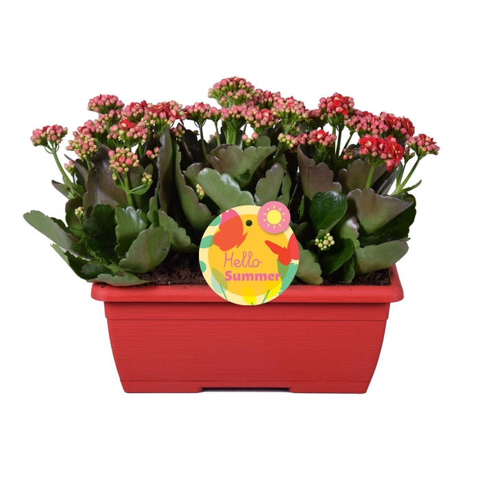 <h4>Hello Summer Kalanchoe Blossfeldiana in Duobak Rood</h4>
