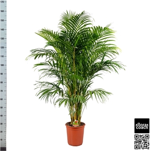 DYPSIS LUTESCENS