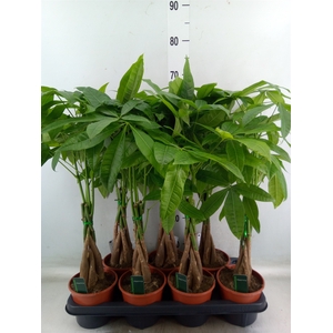 Pachira aquatica