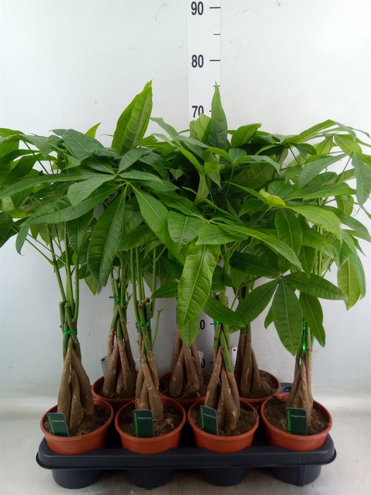 <h4>Pachira aquatica</h4>