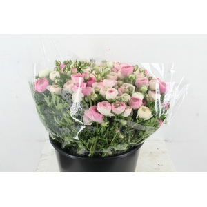 RAN ELEGANCE BICOLOR WHITE