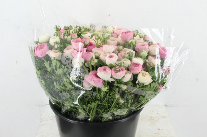 <h4>RAN ELEGANCE BICOLOR WHITE</h4>