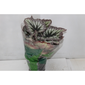 BEGONIA REX P17 PO
