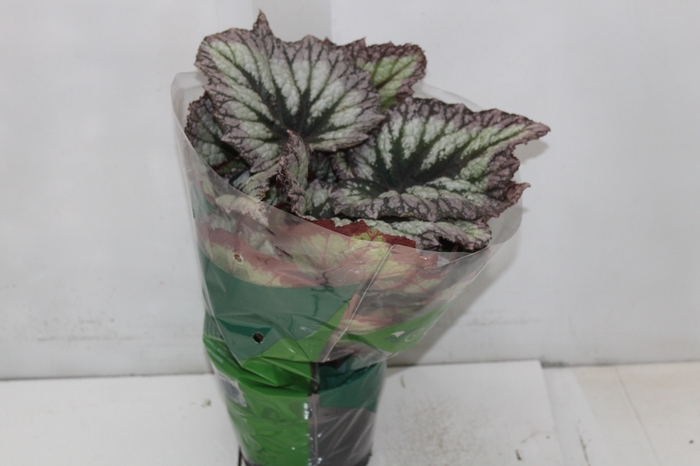 <h4>BEGONIA REX P17 PO</h4>