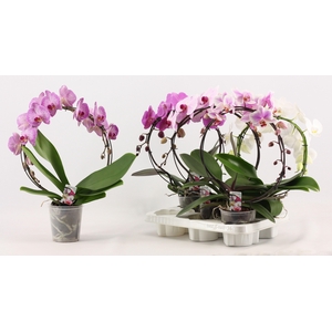 PHAL GEM