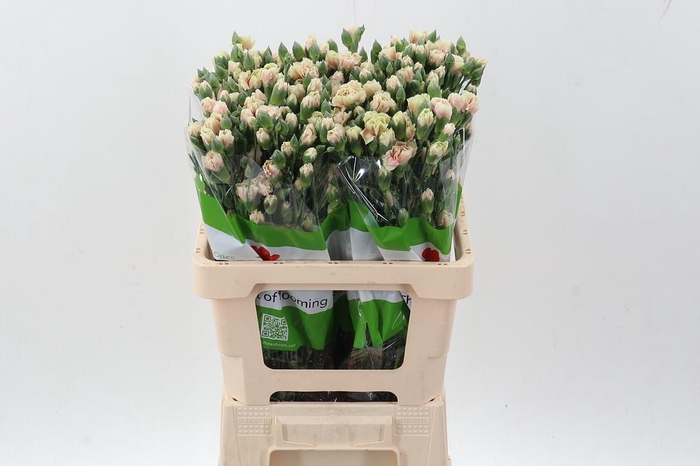 <h4>Di Tr Lucia  x20</h4>