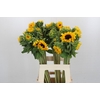 Helianthus Orange Fire