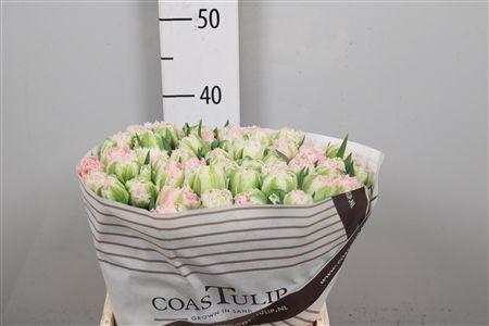 <h4>Tu Fr Sugar Blossem</h4>