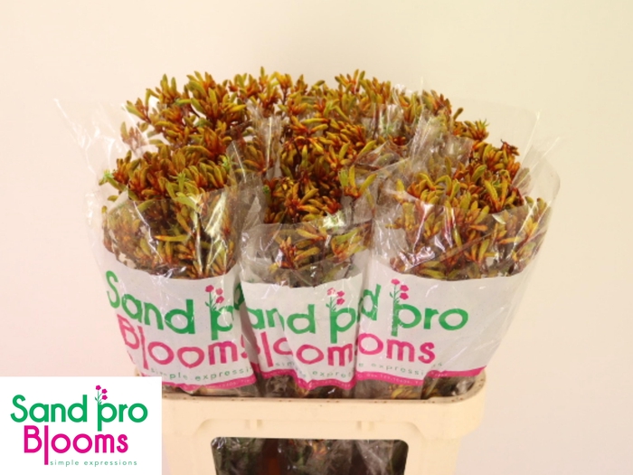 <h4>ANIGOZ GOLD FEVER</h4>