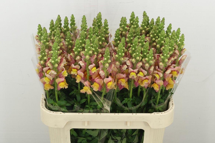 <h4>Antir Cool Orange</h4>