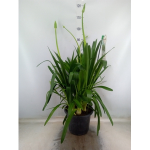 Agapanthus  'Big White'