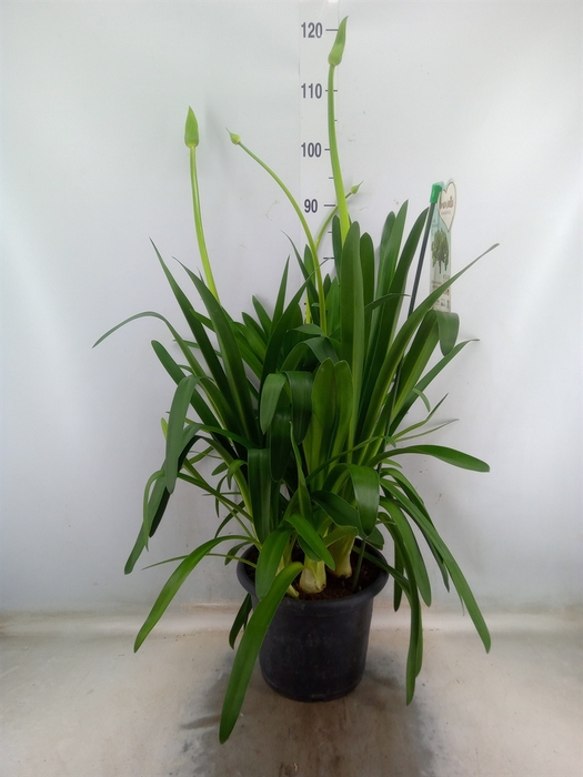 <h4>Agapanthus  'Big White'</h4>