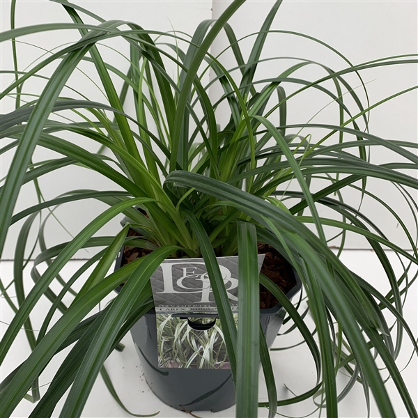 <h4>Carex 'Ribbon Falls'</h4>