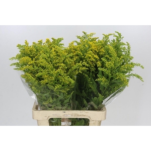 Solidago Golden Glory